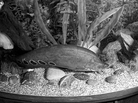 Декоративный аквариум Более развитый человек времен неолита занимался рыбалкой - фото 2
