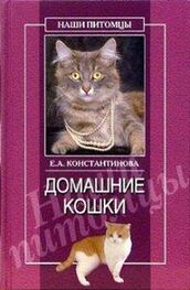 Екатерина Константинова: Домашние кошки