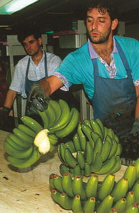 Бананы из окрестностей Арукаса ГранКанария идут на европейский рынок 1820 - фото 8