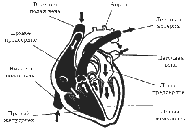Схема строения сердца Сердце и сосуды гонят кровь под давлением периферийная - фото 1