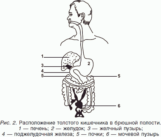 Толстый кишечник располагается в брюшной полости и соприкасается либо - фото 2
