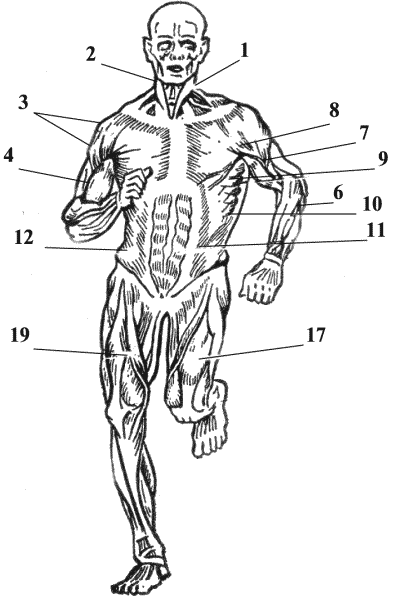 Рис 1 Основные мышцы человека вид спереди 1 - фото 1