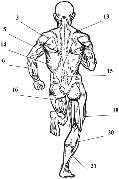 Рис 2 Основные мышцы человека вид сзади 3 Дельтовидная мышца задний - фото 2