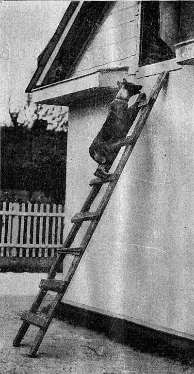 2 Немецкая овчарка Леди достающая по лестнице спрятанный на чердаке предмет - фото 5