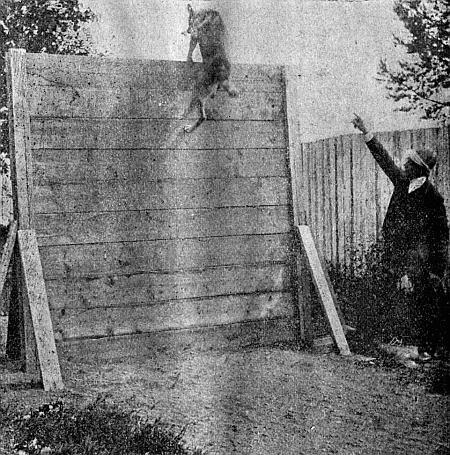 5 Немецкая овчарка Вольф перепрыгивающая через забор в 1 сажень вышины - фото 8