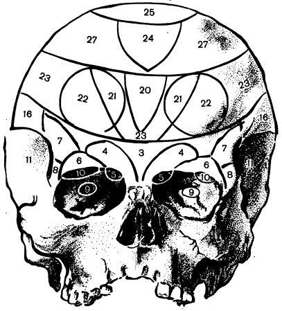 На рис 3 показаны участки черепа характеризующие некоторые человеческие - фото 3
