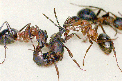Ломехуза в действии опьянённые муравьи и не подозревают о скорой гибели своего - фото 4