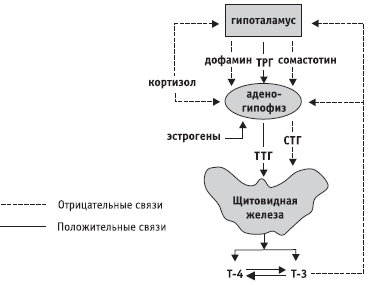 Рис 2 Схема регуляции гипоталамогипофизарнотиреоидной системы Иные функции - фото 4