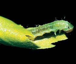 Гусеница листовертки Pandemis corylana смастерила себе домик из листа скрепив - фото 5