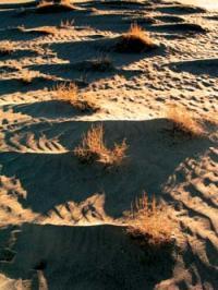 Начинается дюна с небольшого песчаного бугорка образовавшегося возле камня или - фото 2