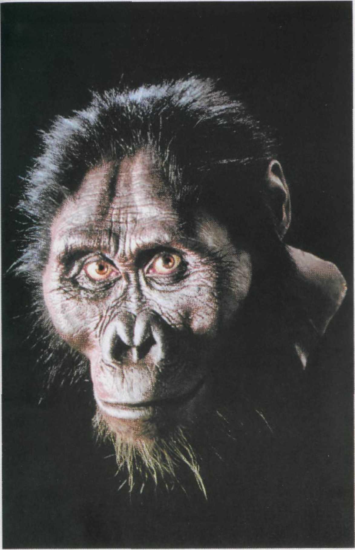1 Реконструкция внешнего облика Australopithecus afarensis из семейства - фото 52
