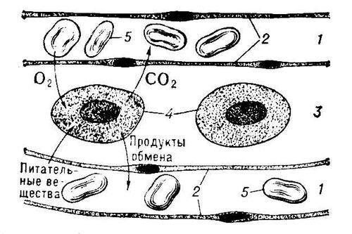 Схема диффузии веществ между капиллярами и клетками тела через тканевую - фото 1