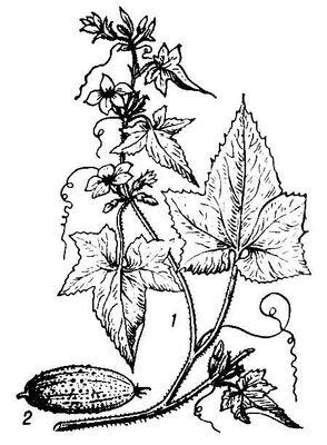 Огурец 1 стебель с листьями цветками усиками 2 плод Огуречная трава - фото 19