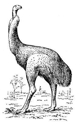 Моа Dinornis maximus Моав Моавдревнее государство моавитян одного из - фото 1