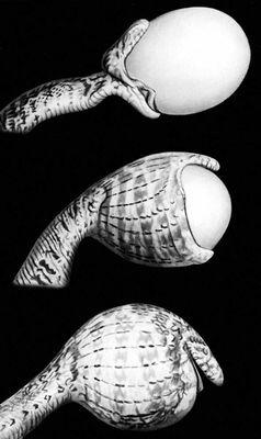 Африканская змеяяйцеед заглатывающая куриное яйцо Змей воздушный Змей - фото 11