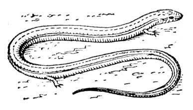 Коротконогая змееящерица Змеи ЗмеиSerpentes или Ophidia отряд - фото 5