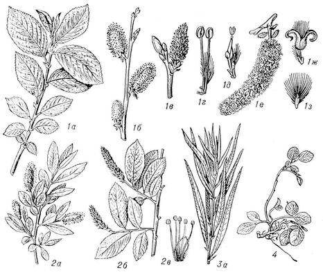 Разные виды ив Ива козья 1а ветка с листьями 1б ветка с мужскими - фото 1