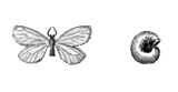 Бабочки Мешочница улиткообразная Apterona crenulella Ср и Юж Европа - фото 12