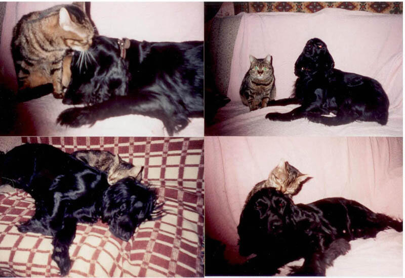 Чтобы Кошка и Собака хорошо поладили они должны расти вместе в одном доме - фото 3