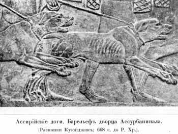Съ древнѣйшихъ временъ собака считается лучшимъ другомъ человѣка и мнѣнiе - фото 2