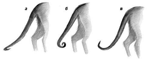 Изломы хвостов сиамских кошек а хвост крючком б хвост загнутый кольцом - фото 7