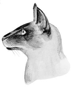 У кошки нависающие уши Глаза Восточные или миндалевидные Расположены на - фото 10