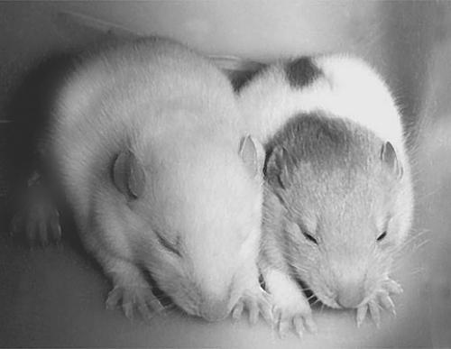 Детеныши крыс очень трогательны и обаятельны Беременность у самок крыс длится - фото 6