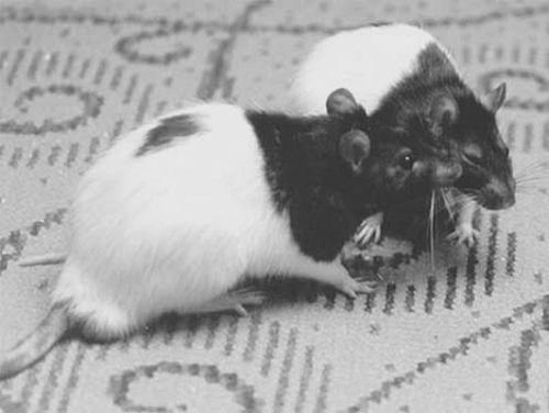 Одному хорошо а вдвоем лучше Поведение крыс в природных условиях Крысы - фото 8