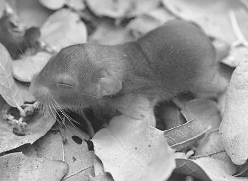 Новорожденным крысятам требуется тщательный уход Следующая проблема это - фото 75
