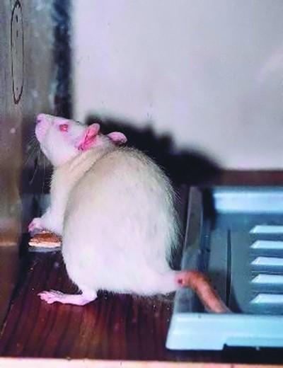 Крыса активное существо и очень любит играть Выводок крысят Тренинг - фото 95
