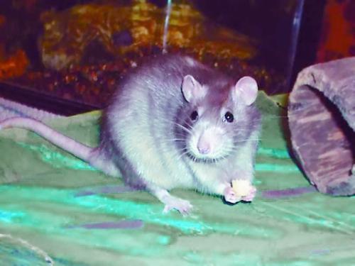 Тренинг аджилити прохождение туннеля Крыса с маленькими крысятами Крыса - фото 97