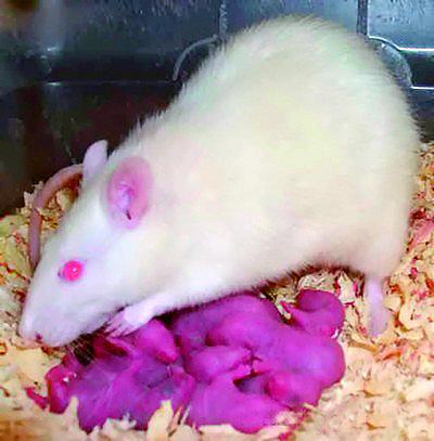 Крыса с маленькими крысятами Крыса способна издавать звуки которые будут - фото 98