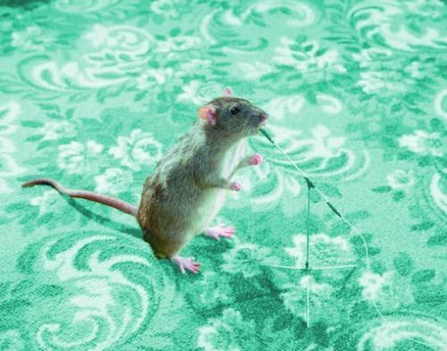 Крыса способна издавать звуки которые будут поняты ее сородичами Витамины - фото 99