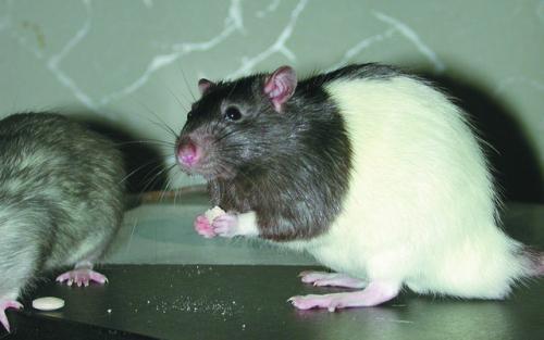 Витамины крысам очень полезны Крыса доставит своему хозяину немало приятных - фото 100