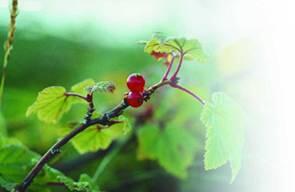 В последние годы традиционная медицина все чаще рекомендует употреблять ягоды - фото 2