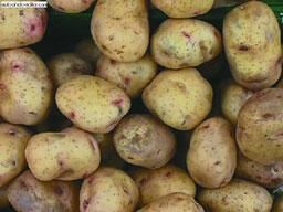 Биологические особенности картофеля Ботаники включили картофель в семейство - фото 1