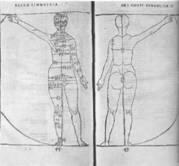 ок 1490 1509 1521 1591 Леонардо да Винчи Схема пропорций тела человека - фото 53