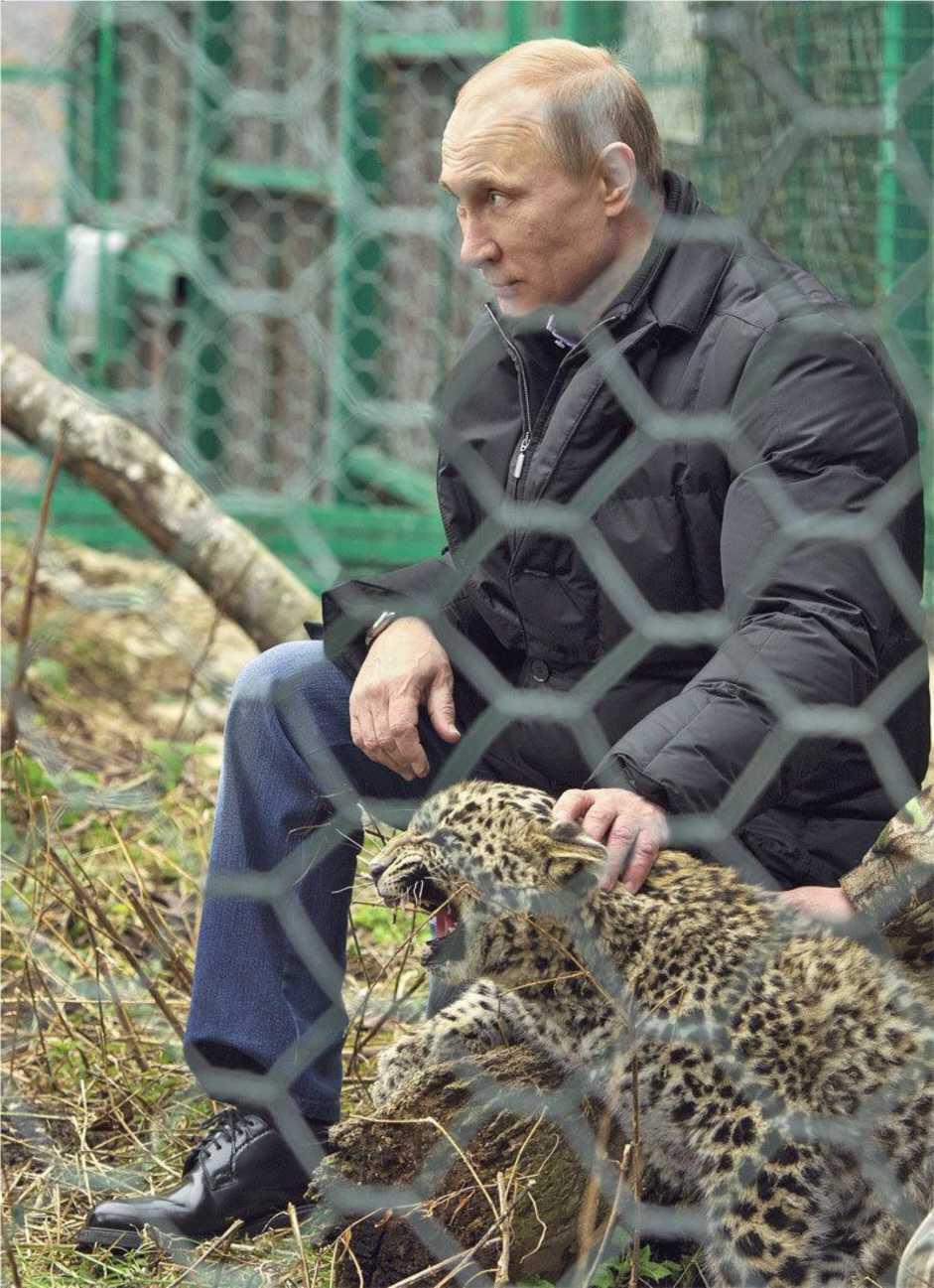 Странное дело леопард смирно лежал на коленях у Владимира Путина хотя за пять - фото 52