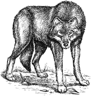 Индийский волк предок бронзовой собаки родоначальницы породы К середине XIX - фото 2