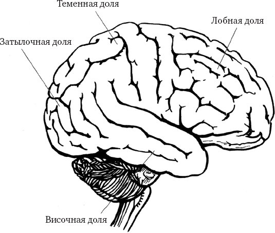 Одна из причин уникальности нашего мозга состоит в размере его коры нервной - фото 1
