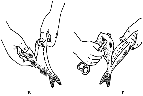 Рис 6 Стадии разделки судака и окуня а отрезание колючего спинного - фото 11