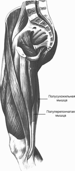 Рис 2 Мышцы таза и бедра правого внутренние мышцы таза передняя и - фото 2