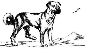 В июле 1894 года я встретил собаку о судьбе которой хочу Вам рассказать Пес - фото 1