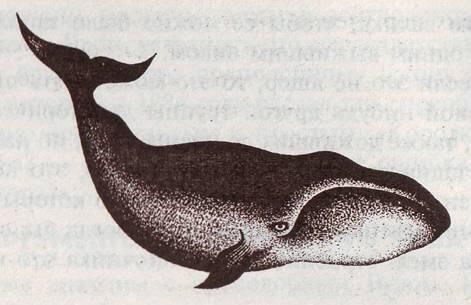 Рис 1 Гренландский кит Миролюбивость даже неожиданная в какойто мере - фото 1