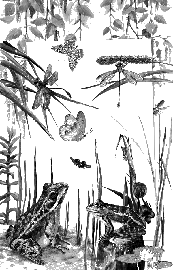 Жилабыла на свете лягушкаквакушка Сидела она в болоте ловила комаров да - фото 2
