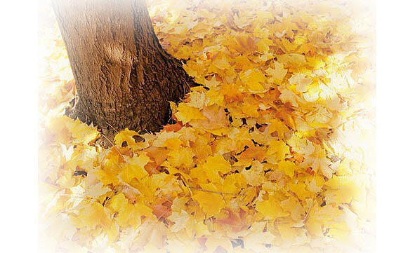 Листья желтые как солнце Взяли жар они в себя И по этому колодцем - фото 4