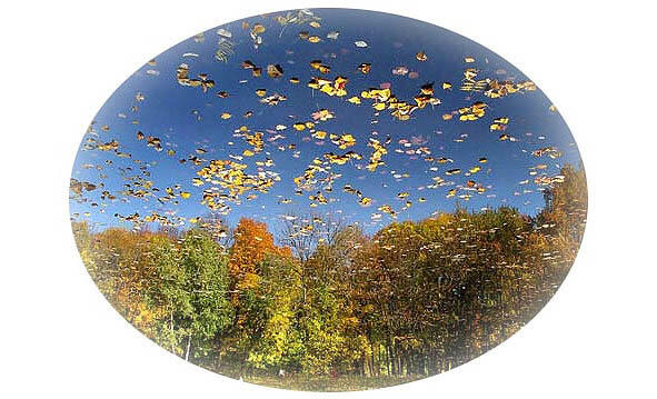 Осень осень грусть свирели Опадает вновь листва Листья стаей полетели - фото 5