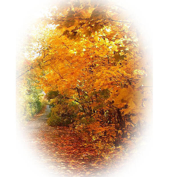 Золотая осень встала чтоб природа запылала Ждёт когда заря взойдёт и - фото 9