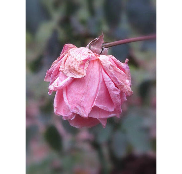Кустик розы на участке Показал в последний раз Свой бутон цветок из - фото 4