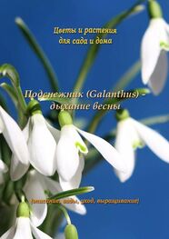Федор Кольцов: Подснежник (Galanthus) – дыхание весны